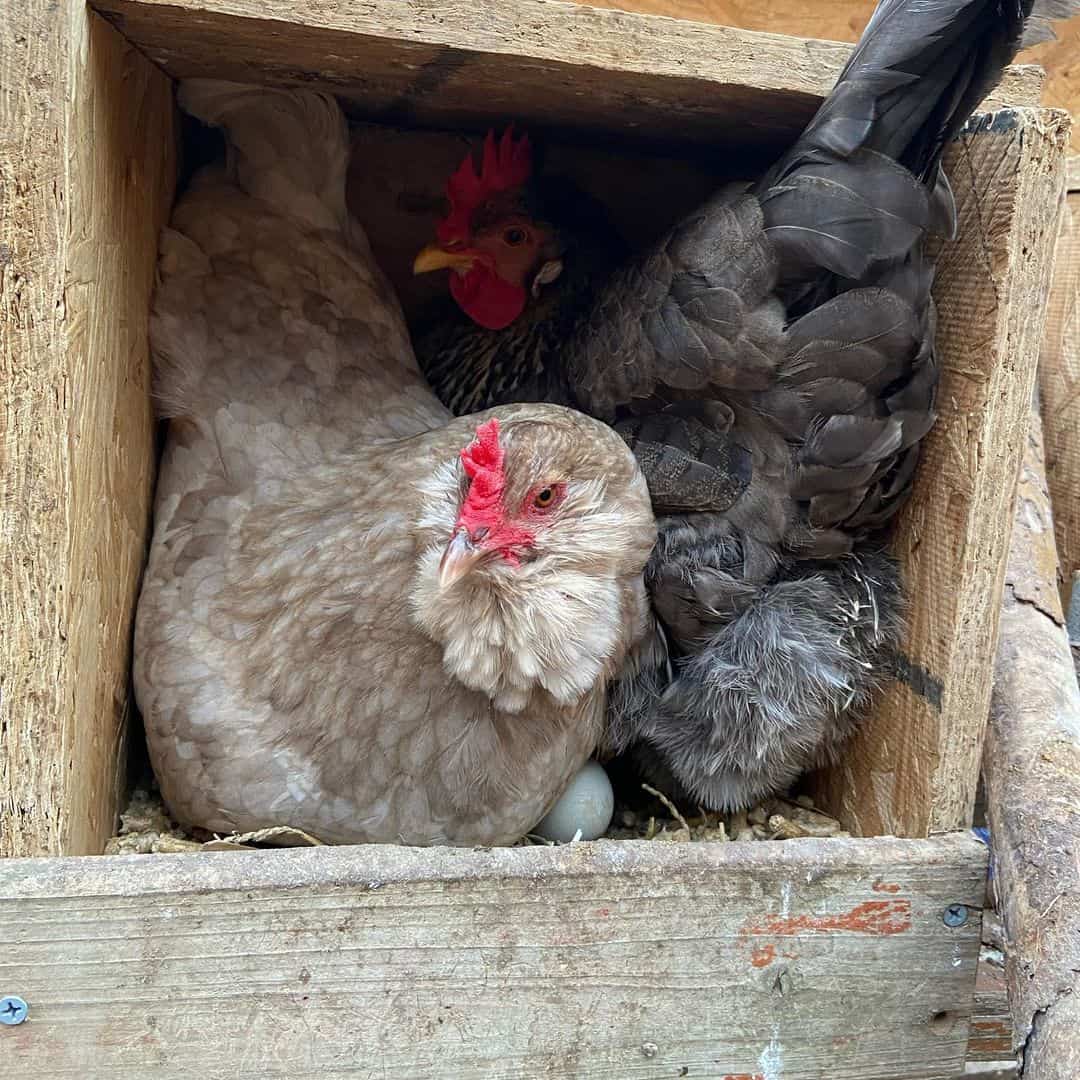 gallina egger oliva