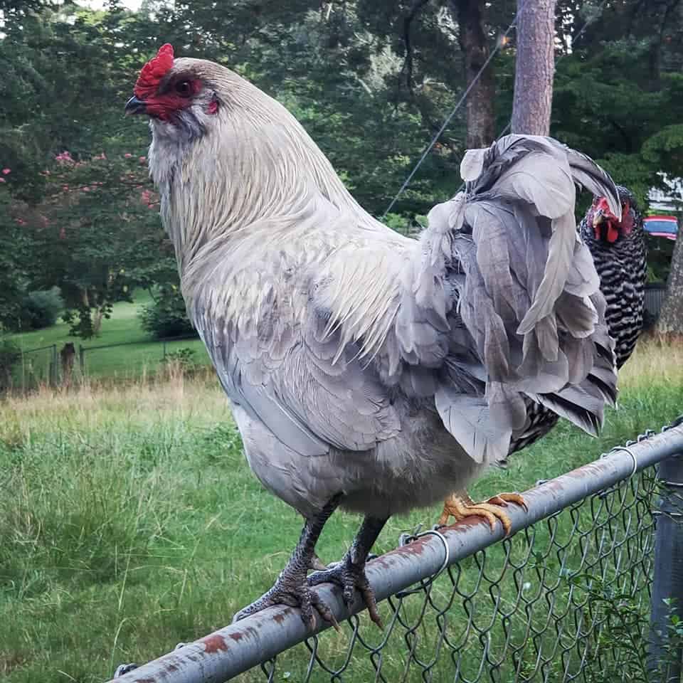 huevos de oliva pollos