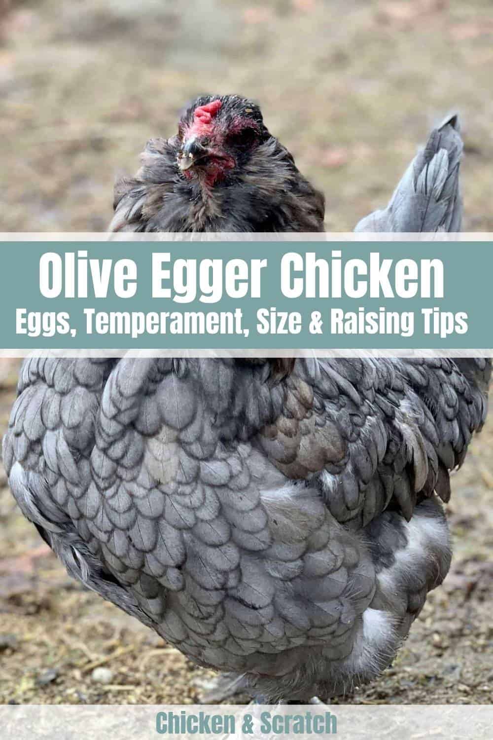 pollo egger al olivo