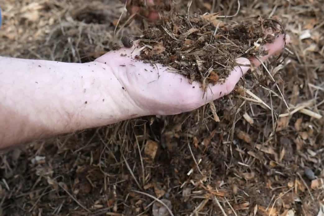 fertilizante de caca de pollo