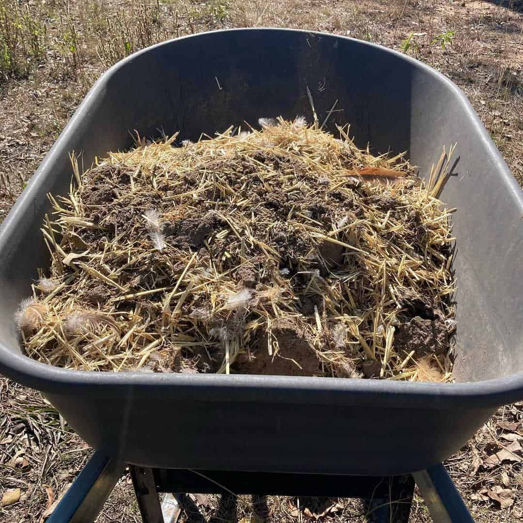compostaje de estiércol de pollo