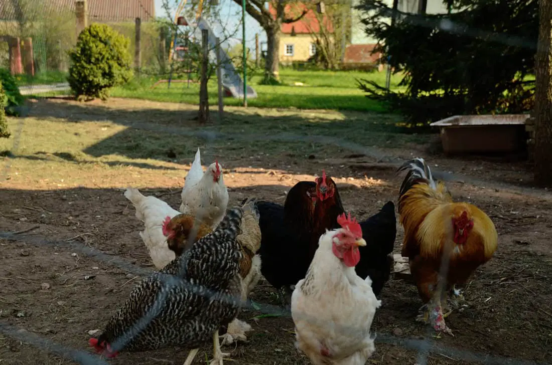 que dificil es criar gallinas