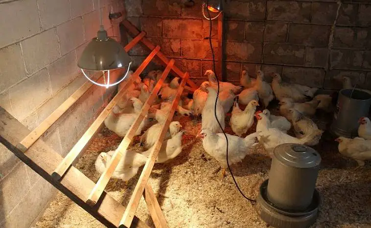 crianza de aves de corral