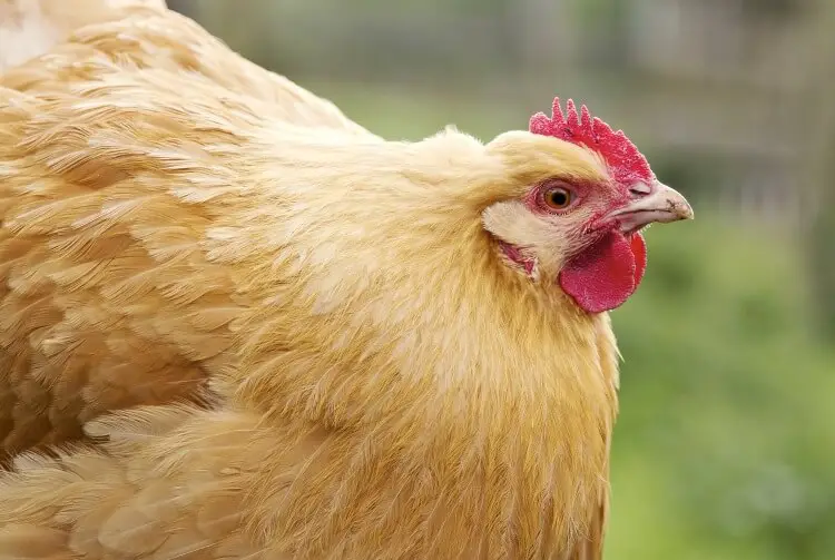 Una gallina de Orpington