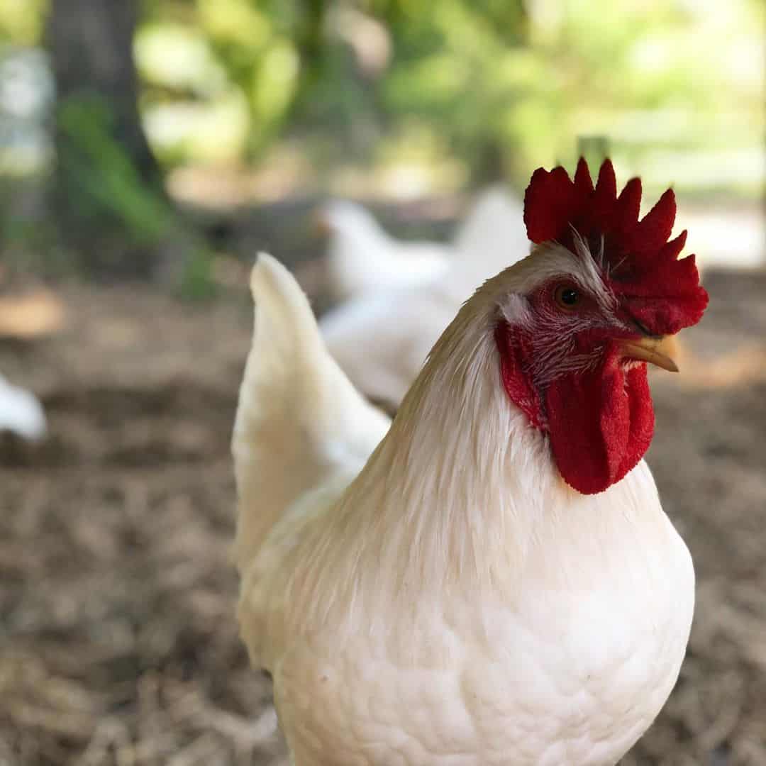 razas de gallos blancos