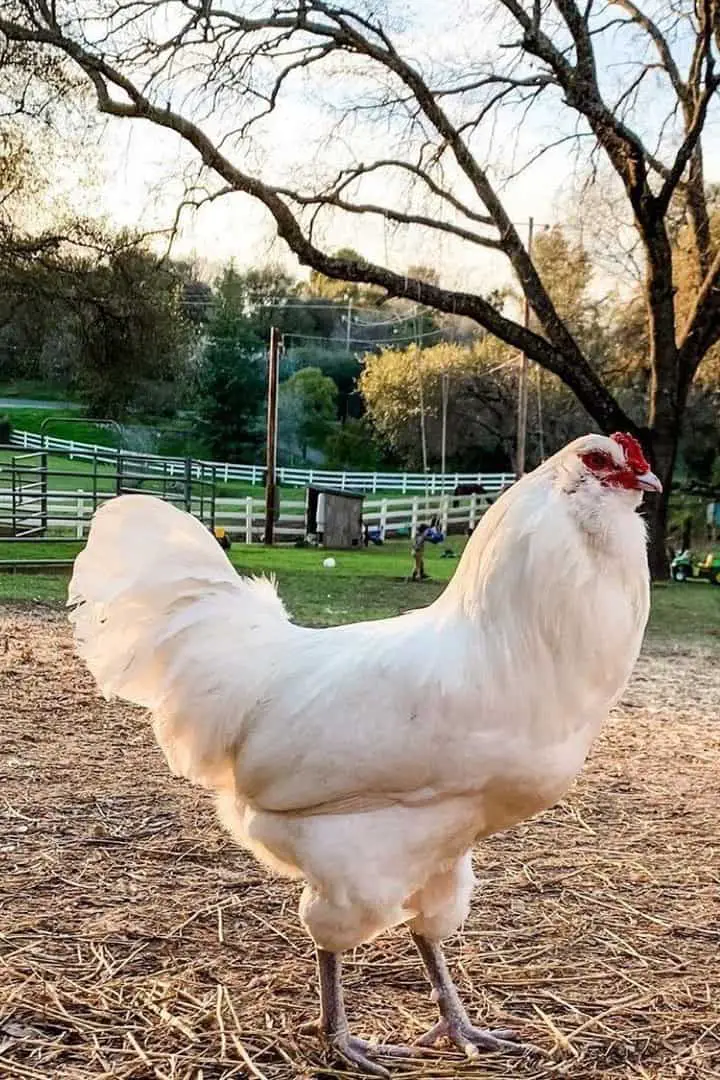 razas de gallinas blancas