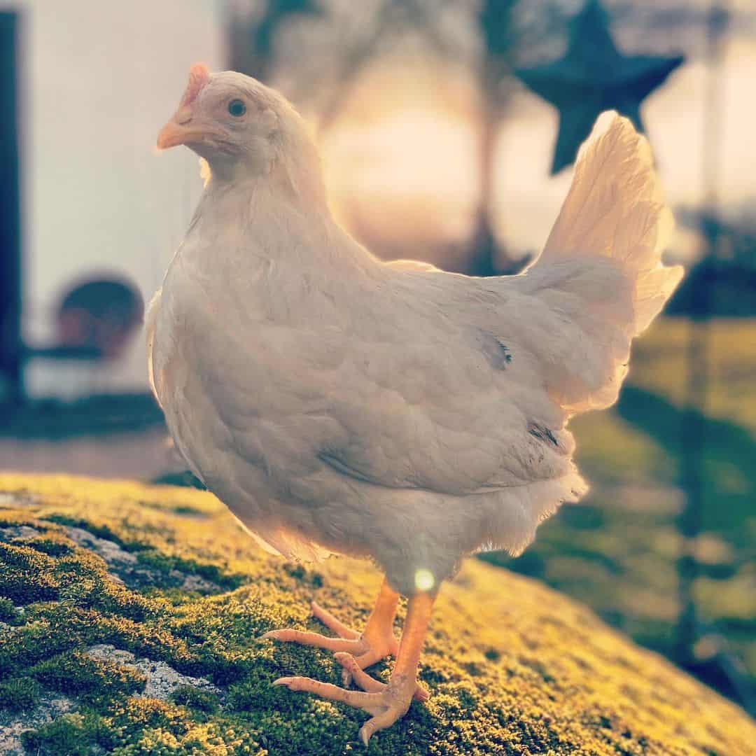 todos los pollos blancos