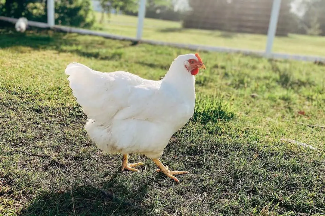 Pollos blancos de Plymouth Rock