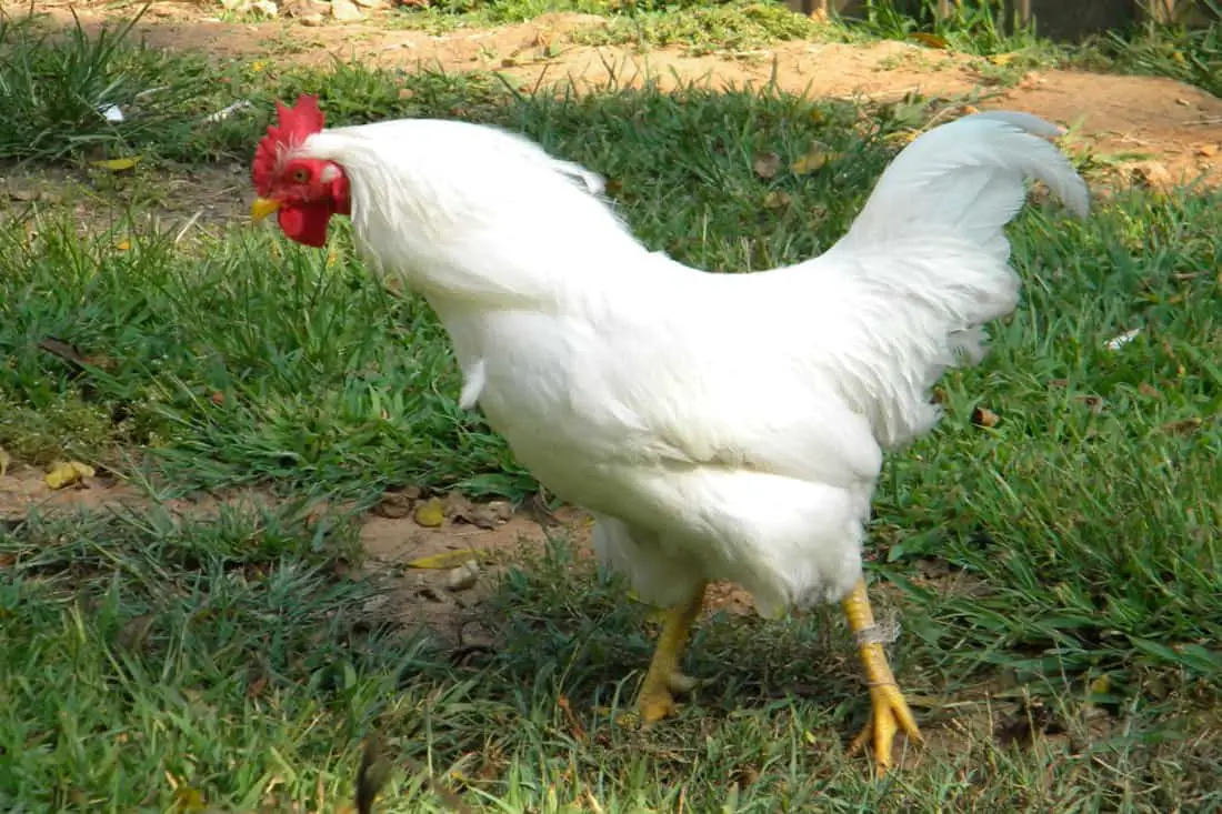 Pollo Gigante De Jersey Blanco