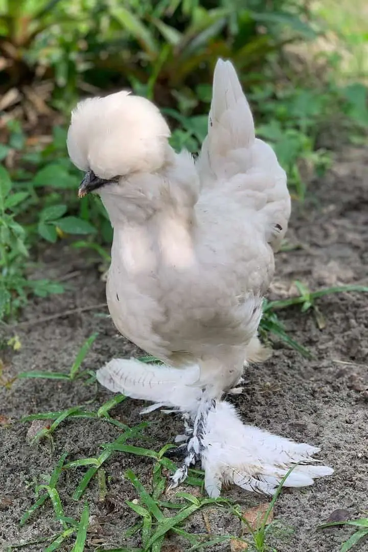 razas de gallinas blancas grandes