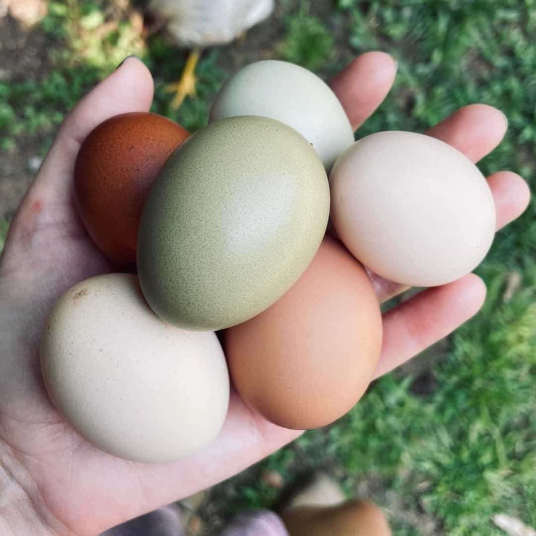 cuanto duran los huevos frescos