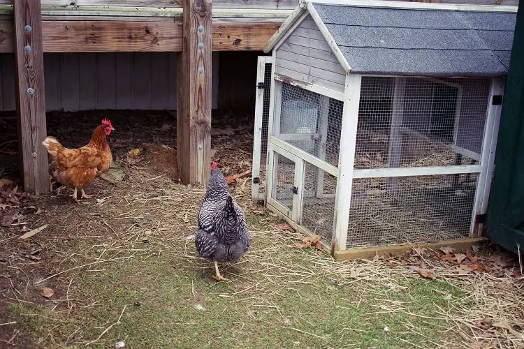 Pollo ISA Brown Y Plymouth Rock