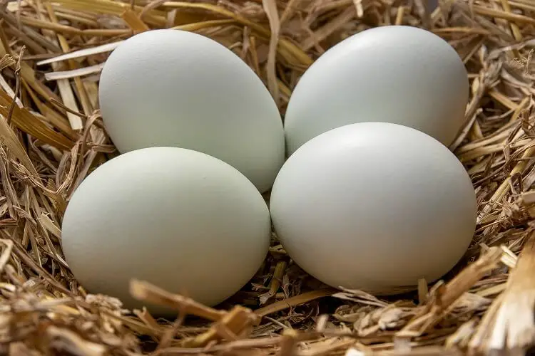 Huevos Azules Araucana