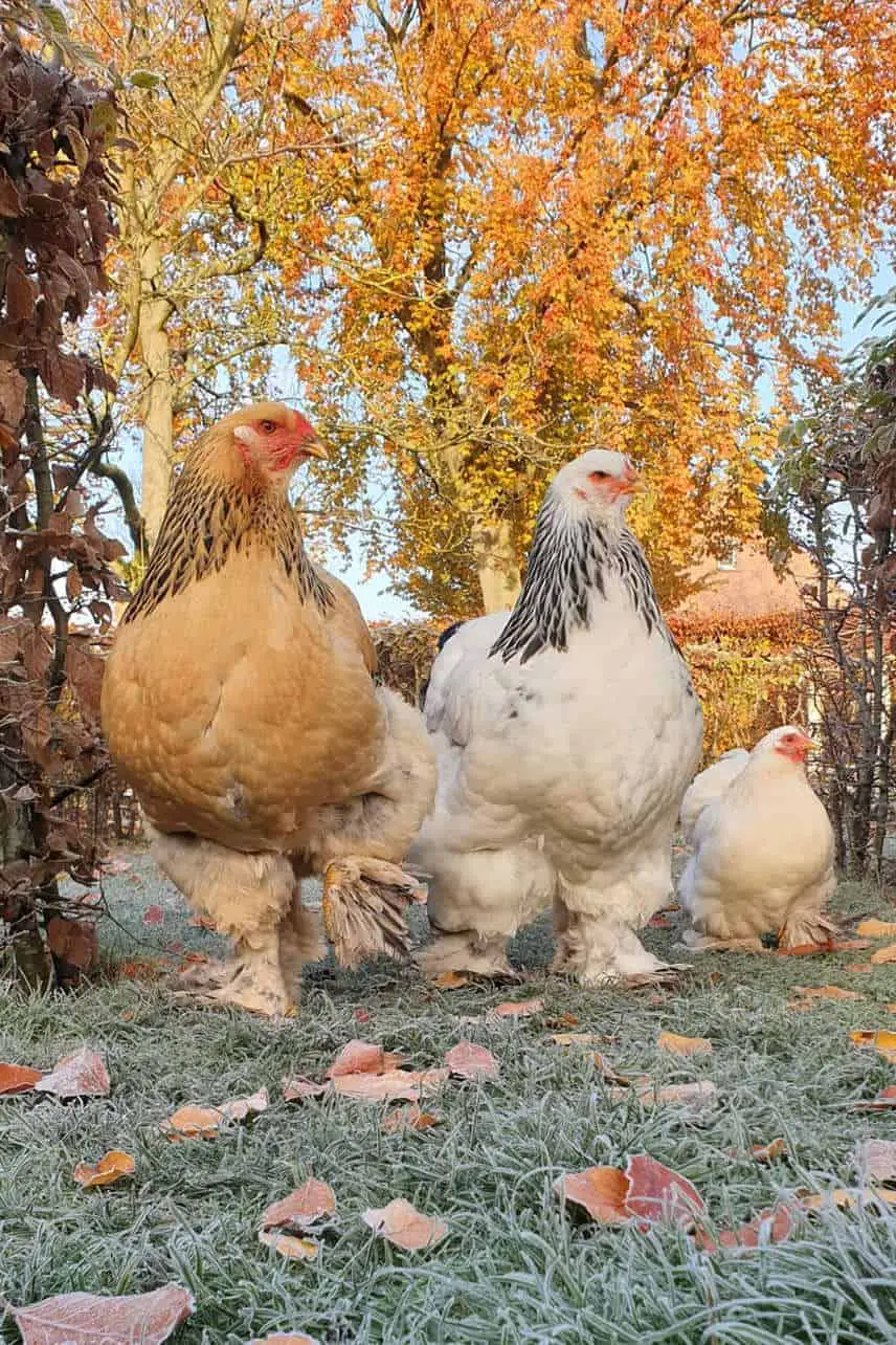 pollos brahma