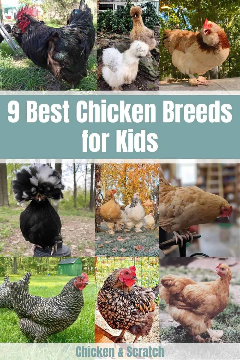 mejores pollos para niños
