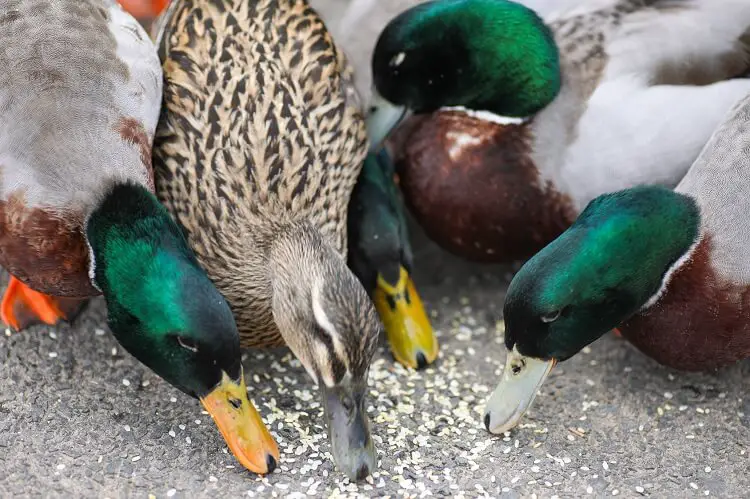 patos comiendo semillas