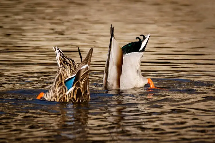 Patos comiendo en estado salvaje