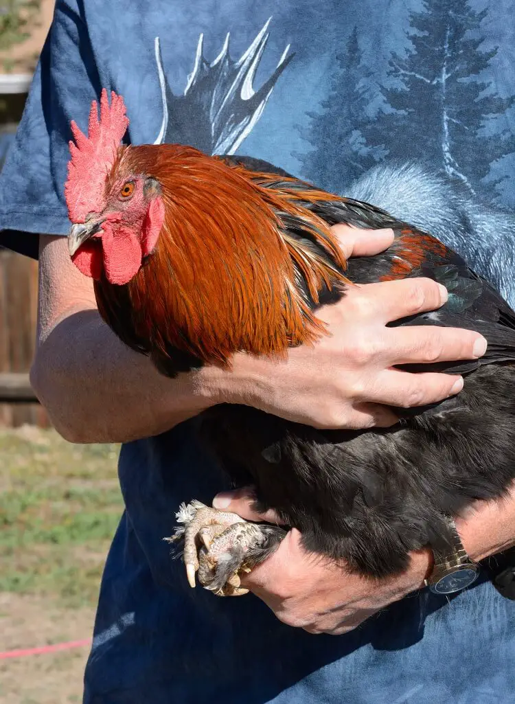 sosteniendo un marans de cobre negro