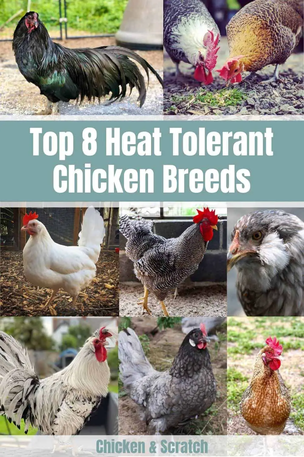 Los mejores pollos para el calor