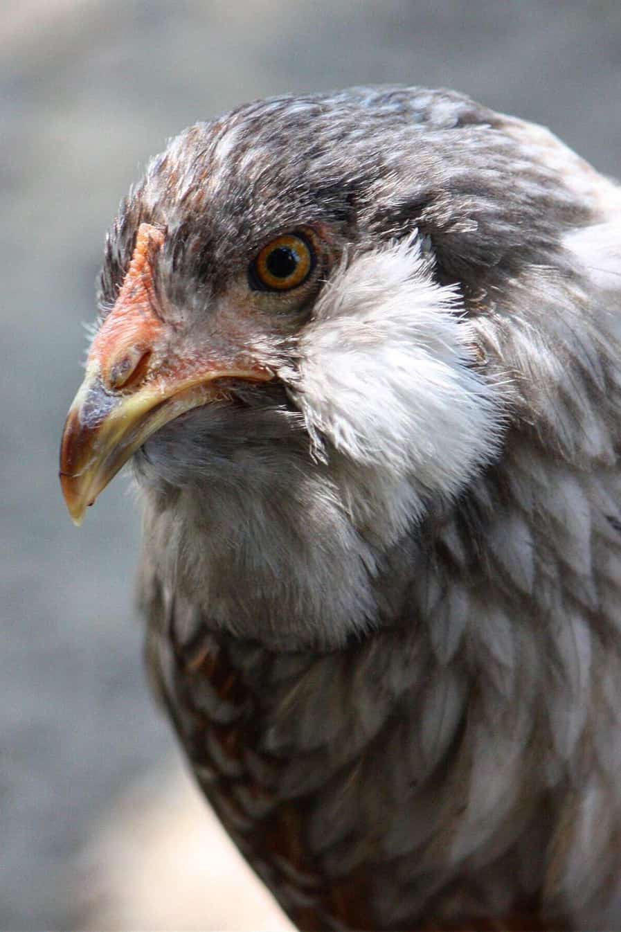 Pollos de huevo de Pascua