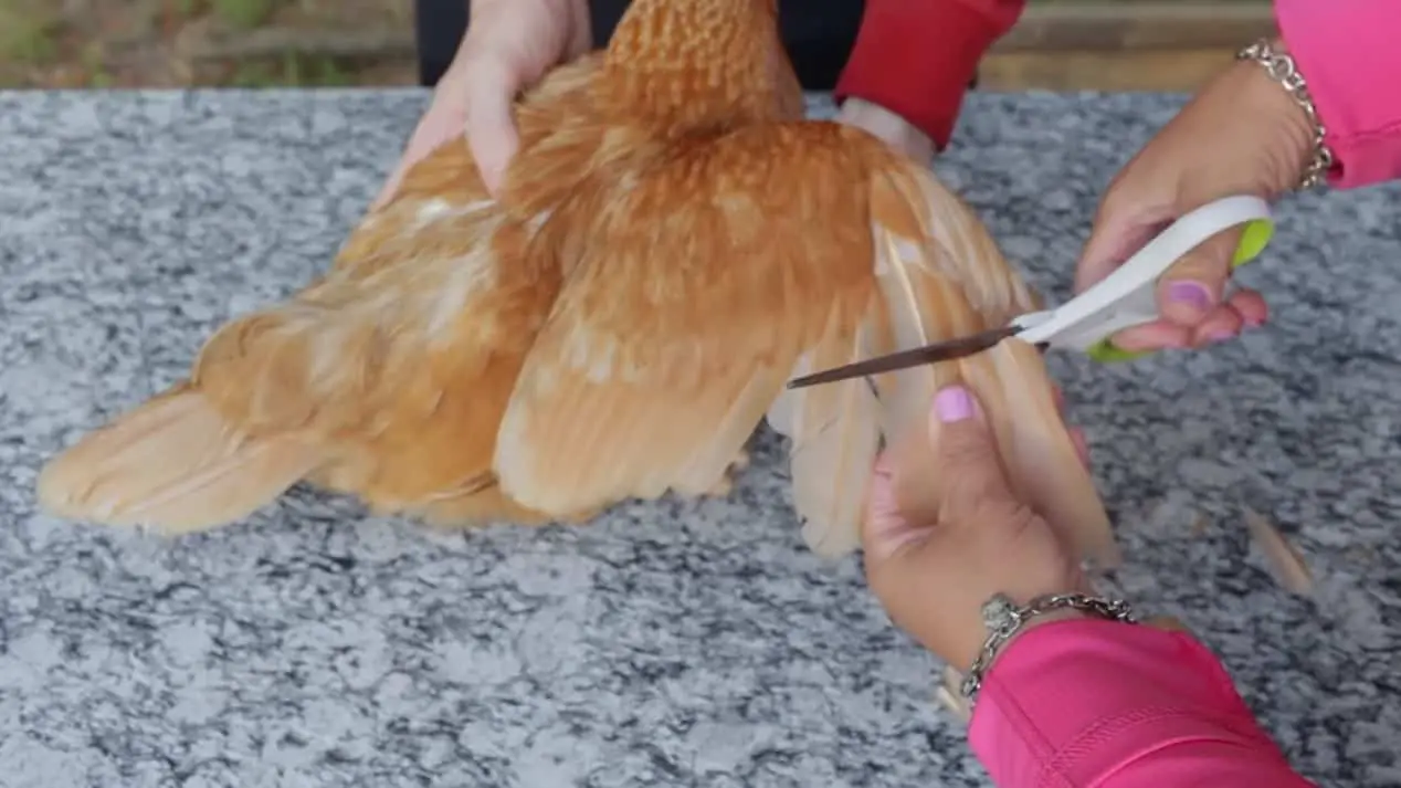 como cortar las alas de un pollo