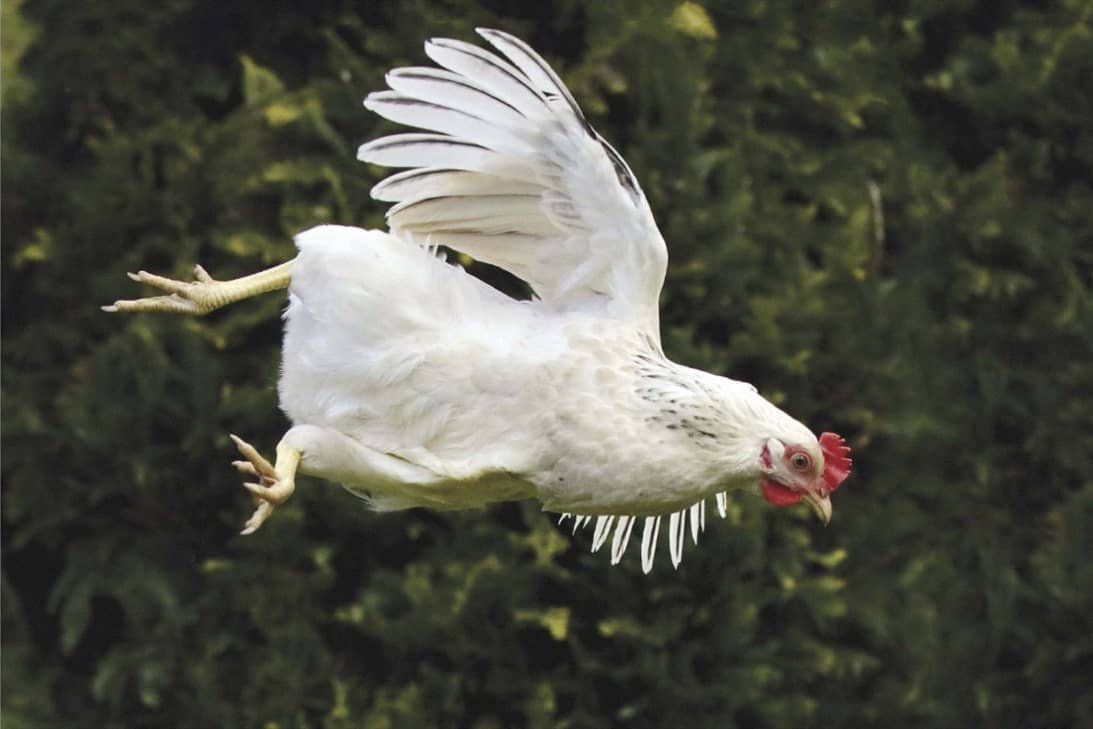 ¿Cómo se cortan las alitas de pollo?