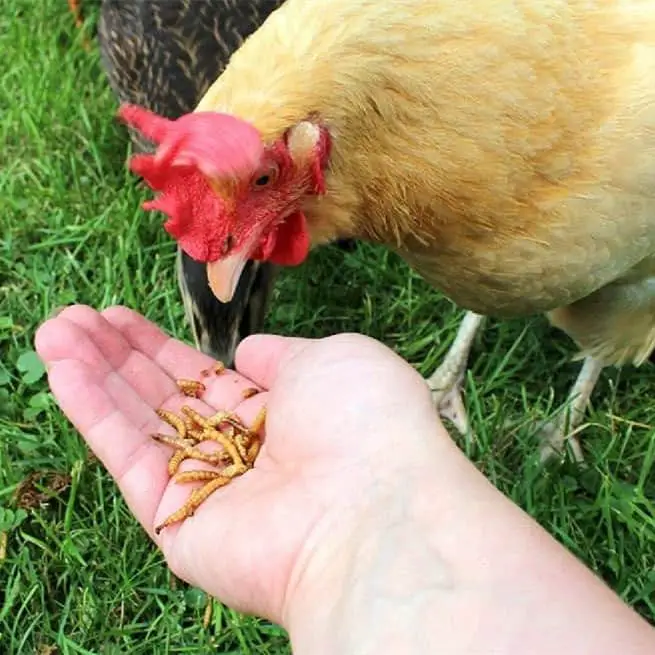 comida de pollo rica en proteinas