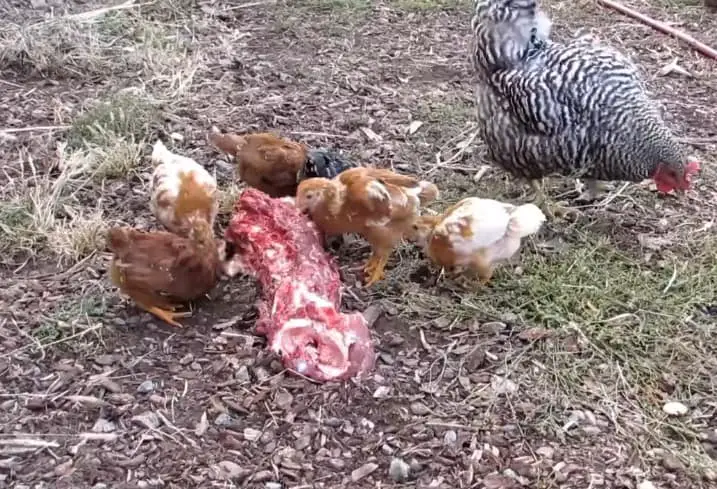 proteina para que coman las gallinas