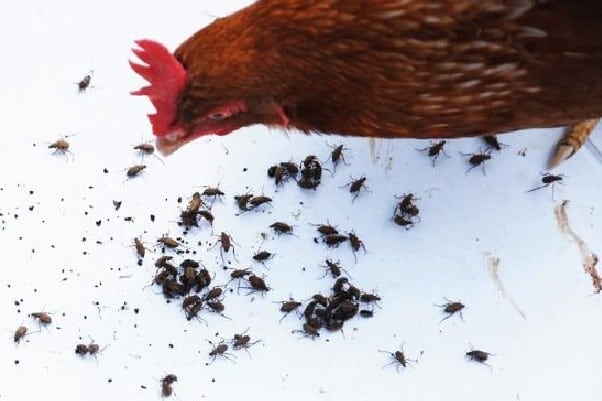 Cómo agregar proteínas a la alimentación de pollos