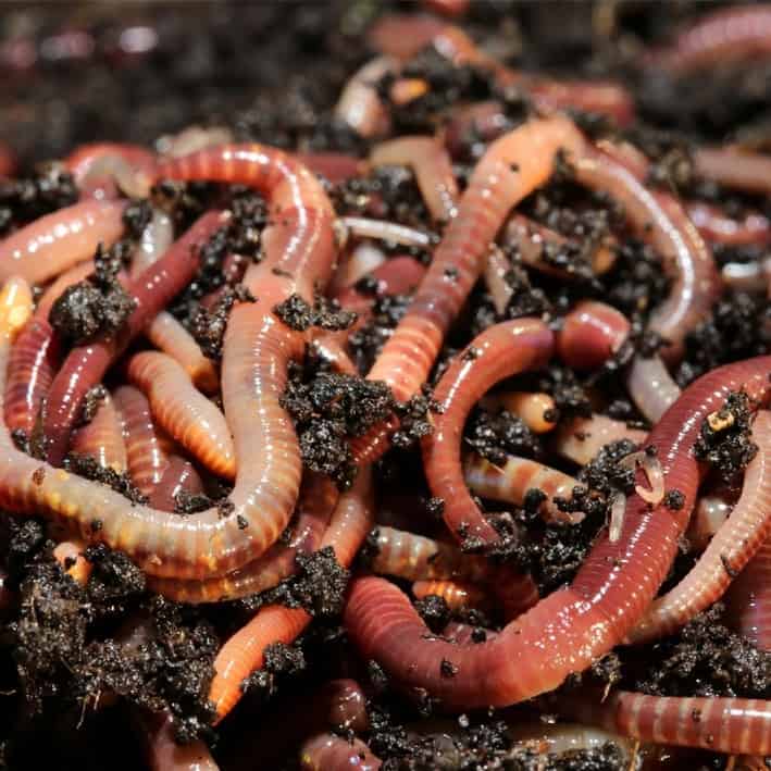 alimento rico en proteinas para pollos