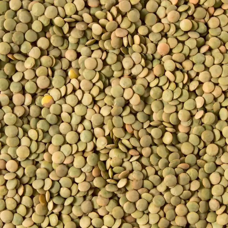 snacks ricos en proteinas para pollos