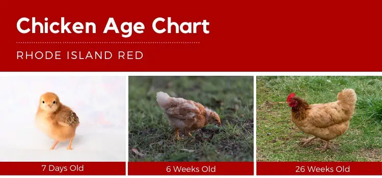 Gráfico de edad del pollo