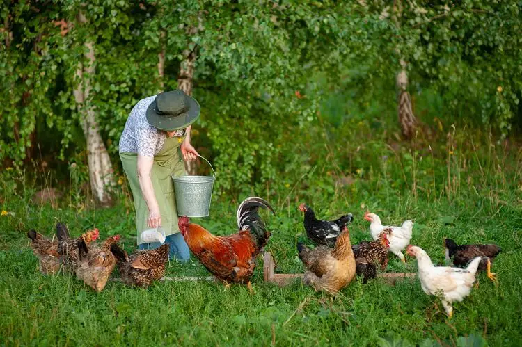 bandada de gallinas