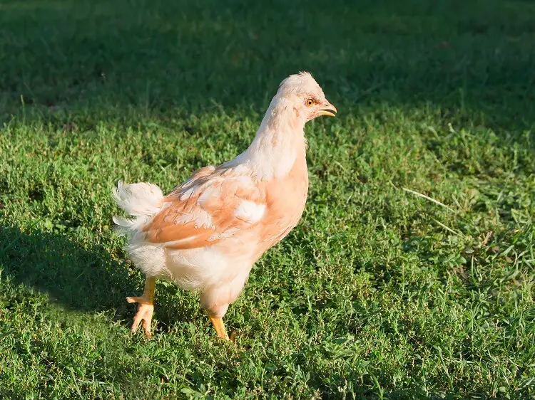 una gallina joven