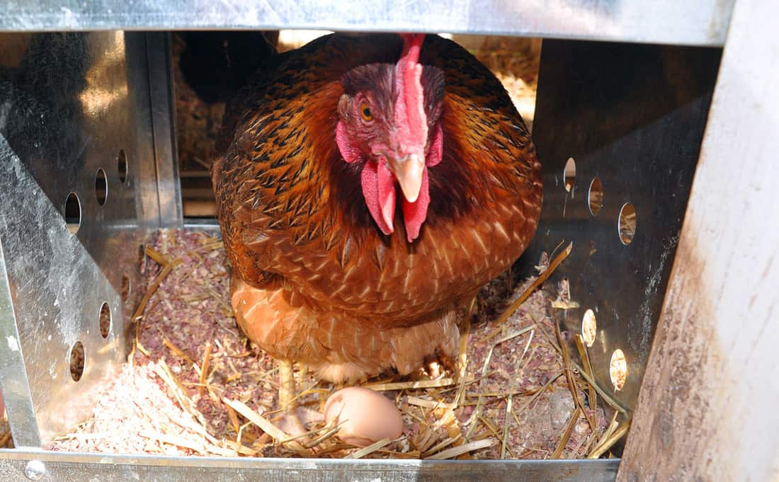 como saber si un huevo de gallina esta fecundado
