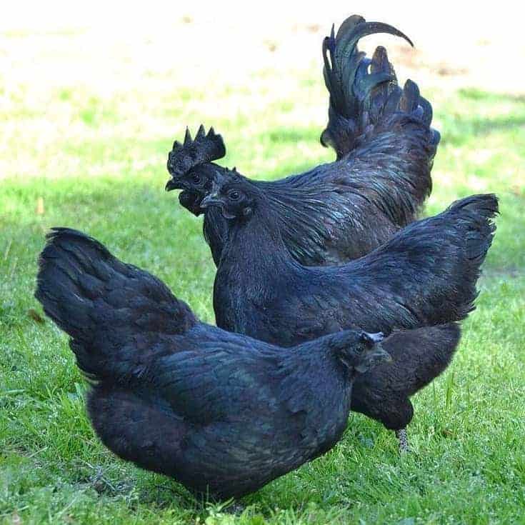 Ayam Cemani