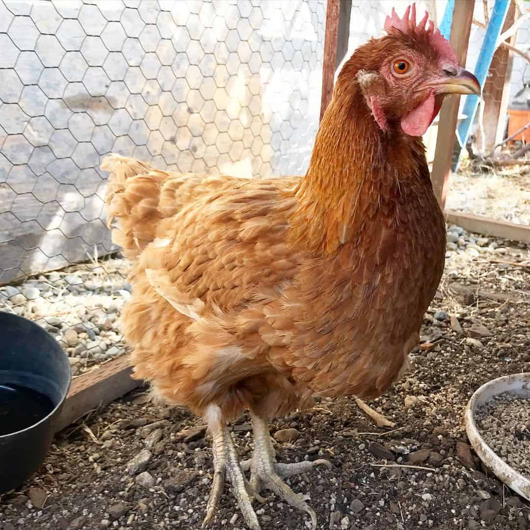 Rojo de Rhode Island