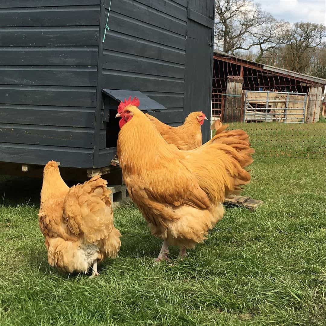 Buff Orpington