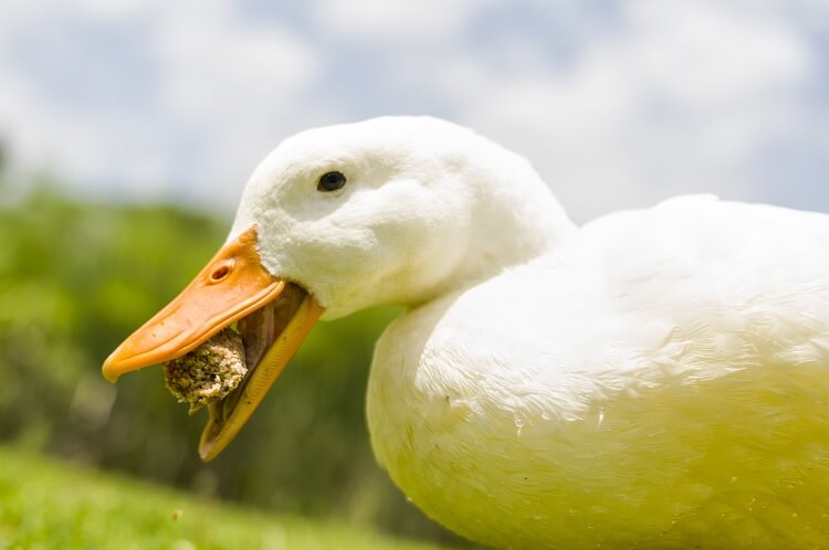 Un pato blanco comiendo