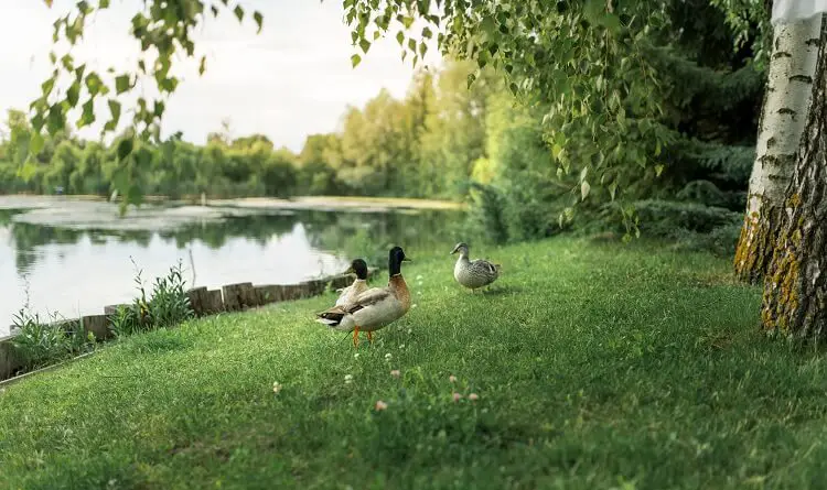 Patos vagando cerca del estanque