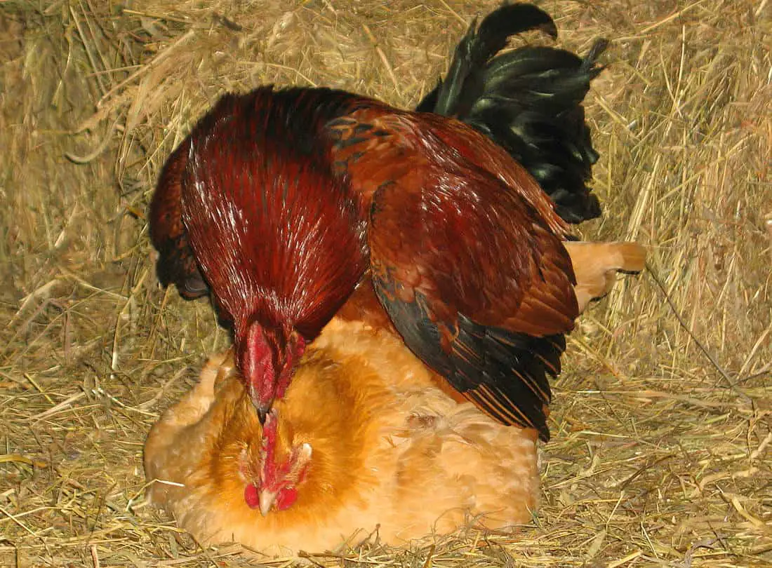 cuantas gallinas puede servir un gallo