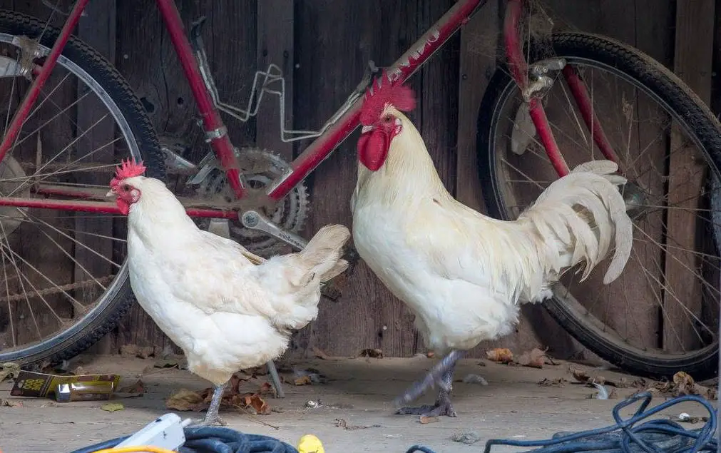 cuantos gallos por gallina