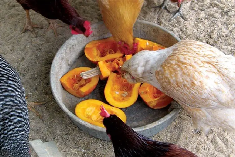 ¿Pueden los pollos comer calabaza?