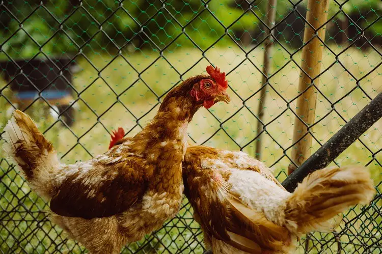 Pollo perdiendo plumas en la espalda