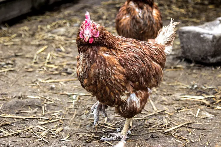 Pollo perdiendo plumas