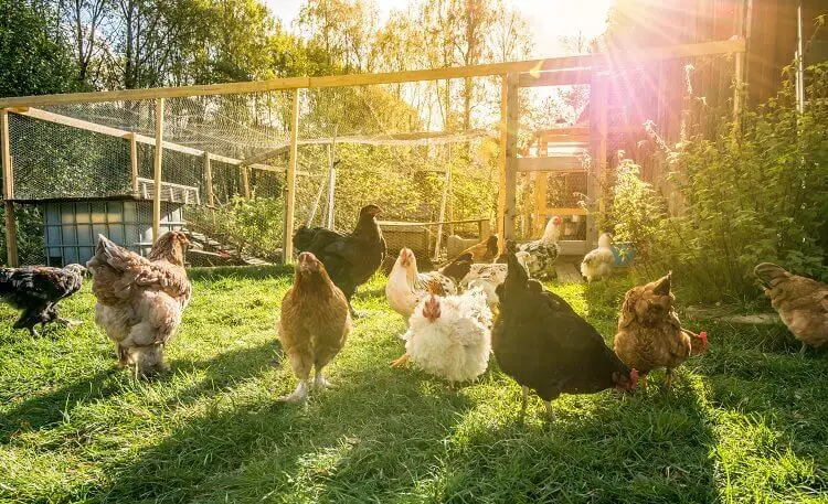 Pollos poniendo huevos en carrera