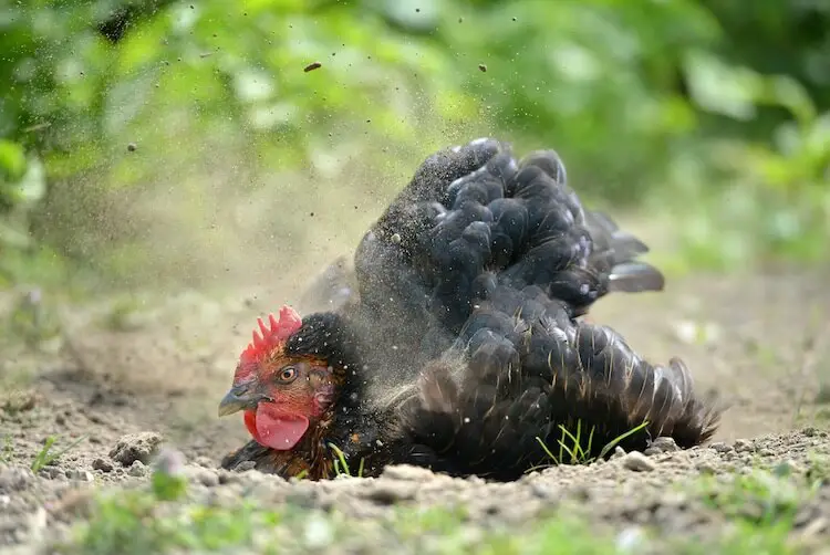 Baño de Polvo de Pollo