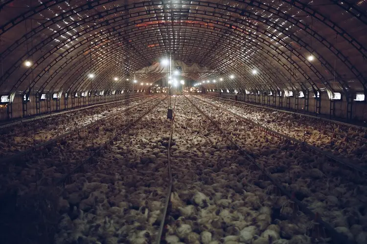 Industrialización del pollo