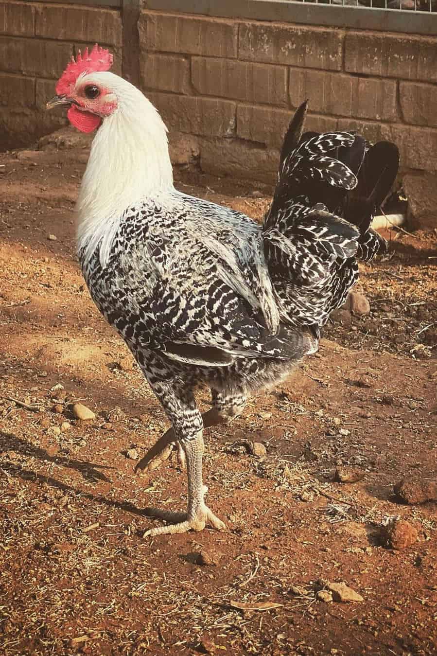 gallinas fayoumi egipcias