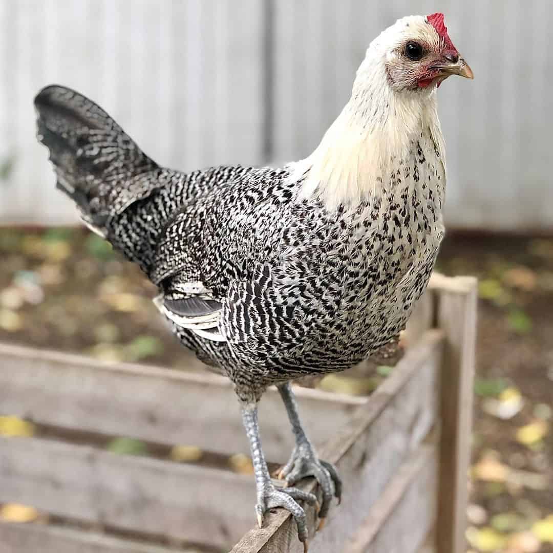 pollo fayoumis egipcio